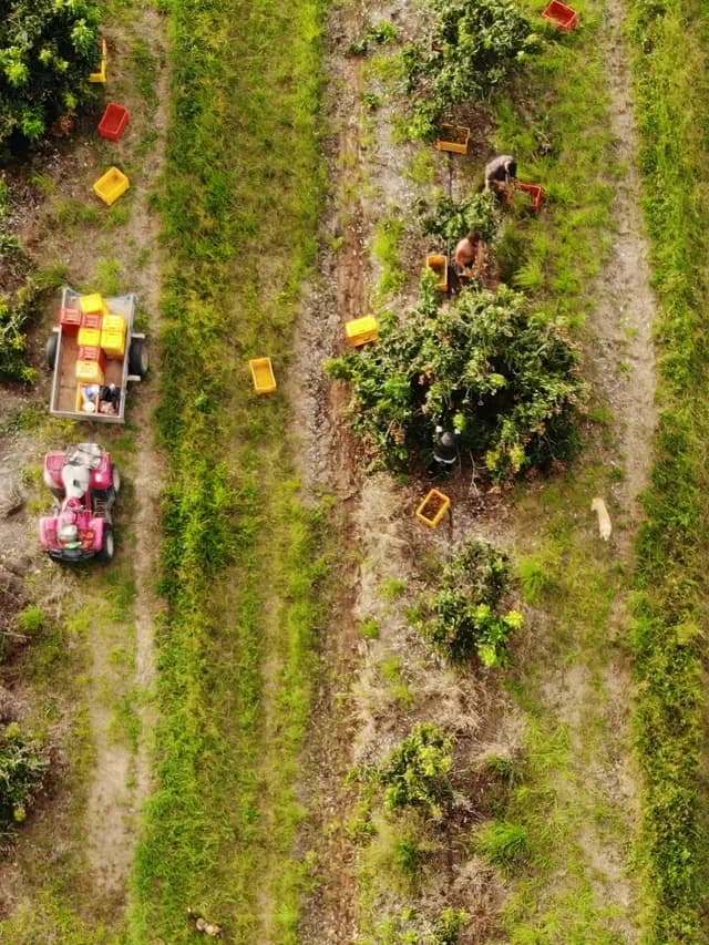 The picking crew from above: quad bike, trailer and crates between longan rows on the farm at Arriga