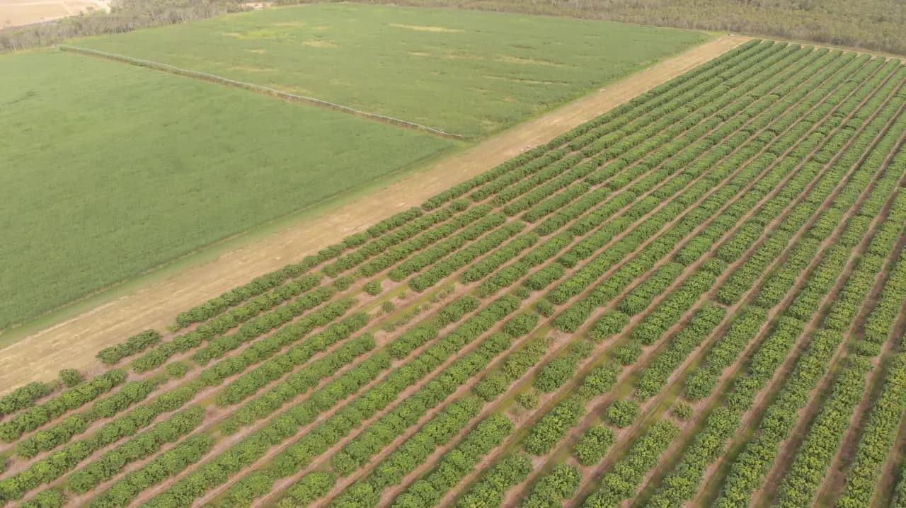 The orchard blocks and cane paddocks at Arriga from the air, rows running to the tree line